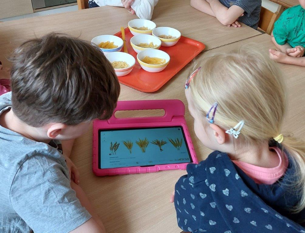 Kinder schauen sich auf einem Tablett verschiedene Getreidesorten an.